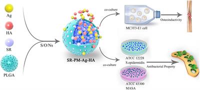 Osteoinductivity and Antibacterial Properties of Strontium Ranelate-Loaded Poly(Lactic-co-Glycolic Acid) Microspheres With Assembled Silver and Hydroxyapatite Nanoparticles